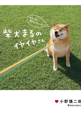 柴犬まるのイヤイヤさん